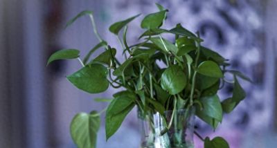 水培绿萝，懒人也能养得绿油油，超简单！ - 今日头条