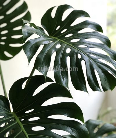 家养绿植总养死？记住这5个小知识，新手也能养爆盆！ - 图画吧TUHUABA