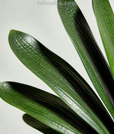 家养绿植总养死？记住这5个小知识，新手也能养爆盆！ - 图画吧TUHUABA