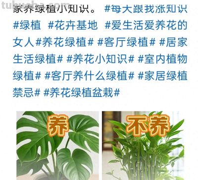 家养绿植小知识。 #每天跟我涨知识 #绿植 #花卉基地 #爱生活爱… - 今日头条