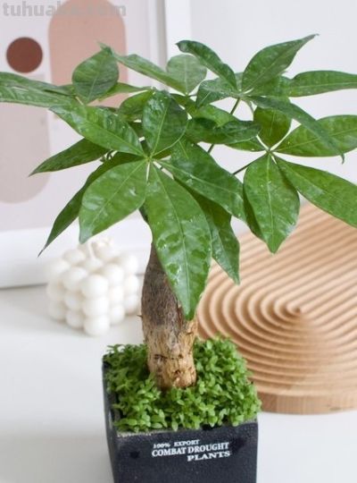 发财树是养不死的花？镇宅又旺家一一人养花系列9 - 图画吧TUHUABA