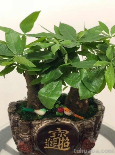 发财树是养不死的花？镇宅又旺家一一人养花系列9 - 图画吧TUHUABA