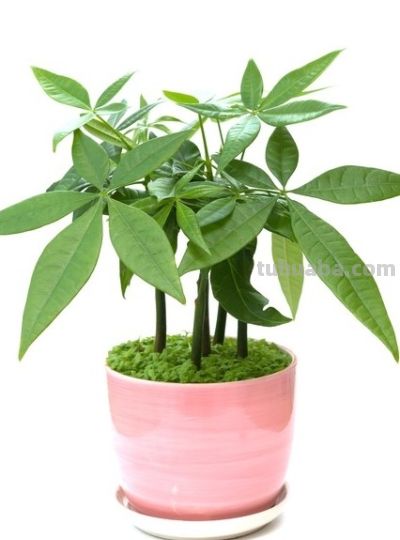 发财树是养不死的花？镇宅又旺家一一人养花系列9 - 图画吧TUHUABA