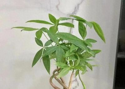 冬季养护发财树，要牢记“4句口诀”，新芽蹭蹭冒 - 今日头条