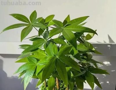 冬季养护发财树，要牢记“4句口诀”，新芽蹭蹭冒 - 图画吧TUHUABA