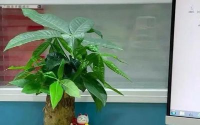 冬季养护发财树，要牢记“4句口诀”，新芽蹭蹭冒 - 图画吧TUHUABA