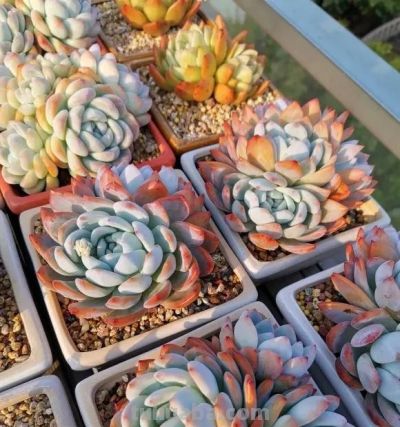 无数花友都这么想！天气暖和，就退坑，不再养多肉了！ - 图画吧TUHUABA