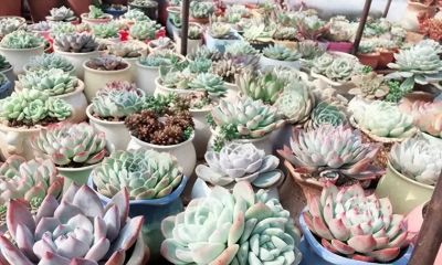 无数花友都这么想！天气暖和，就退坑，不再养多肉了！ - 今日头条