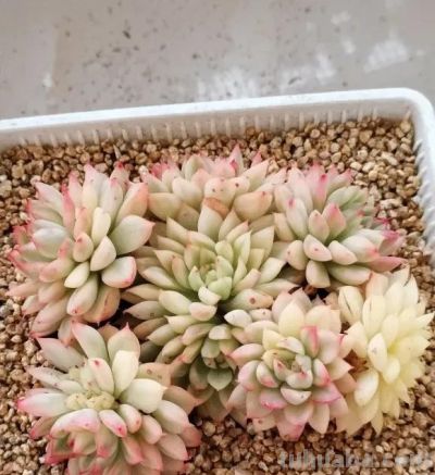 无数花友都这么想！天气暖和，就退坑，不再养多肉了！ - 图画吧TUHUABA