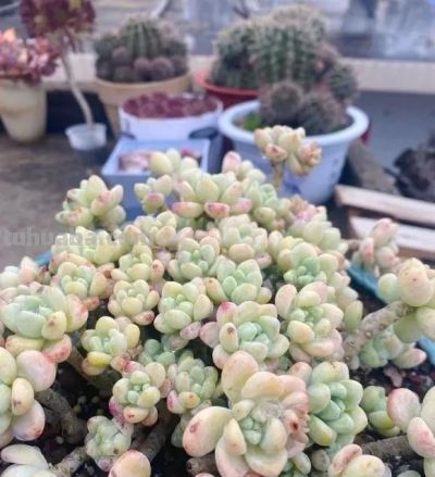 无数花友都这么想！天气暖和，就退坑，不再养多肉了！ - 图画吧TUHUABA