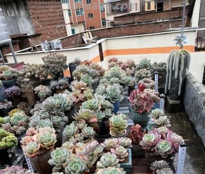 无数花友都这么想！天气暖和，就退坑，不再养多肉了！ - 图画吧TUHUABA