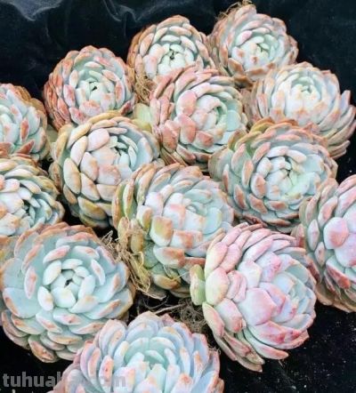 无数花友都这么想！天气暖和，就退坑，不再养多肉了！ - 图画吧TUHUABA