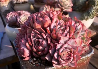 无数花友都这么想！天气暖和，就退坑，不再养多肉了！ - 图画吧TUHUABA