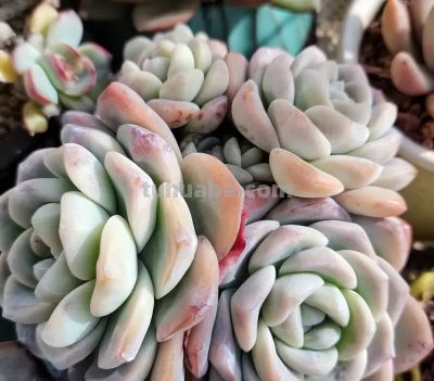 无数花友都这么想！天气暖和，就退坑，不再养多肉了！ - 图画吧TUHUABA