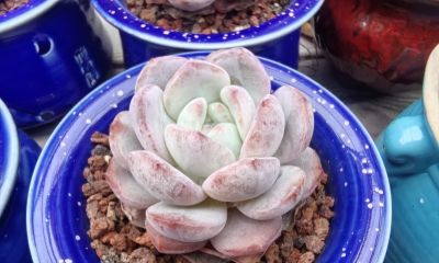 揭秘多肉界的“混血名模”与杂交魔法 - 今日头条