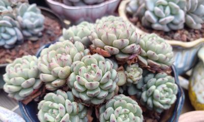 揭秘多肉界的“混血名模”与杂交魔法 - 图画吧TUHUABA