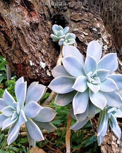 多肉还能长树上？太神奇了，看河南老太的“神操作”，惊呆众人 - 今日头条