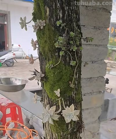 多肉还能长树上？太神奇了，看河南老太的“神操作”，惊呆众人 - 图画吧TUHUABA