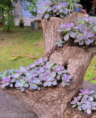 多肉还能长树上？太神奇了，看河南老太的“神操作”，惊呆众人 - 图画吧TUHUABA