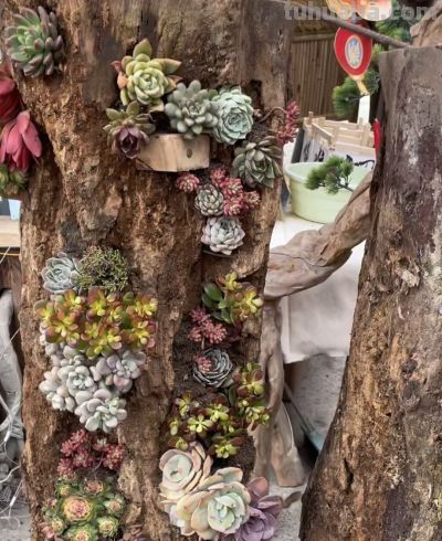 多肉还能长树上？太神奇了，看河南老太的“神操作”，惊呆众人 - 图画吧TUHUABA