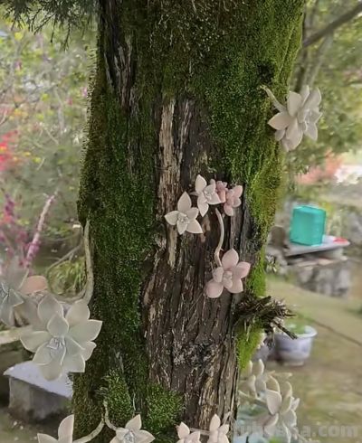 多肉还能长树上？太神奇了，看河南老太的“神操作”，惊呆众人 - 图画吧TUHUABA