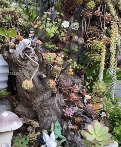 多肉还能长树上？太神奇了，看河南老太的“神操作”，惊呆众人 - 图画吧TUHUABA