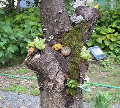 多肉还能长树上？太神奇了，看河南老太的“神操作”，惊呆众人 - 图画吧TUHUABA