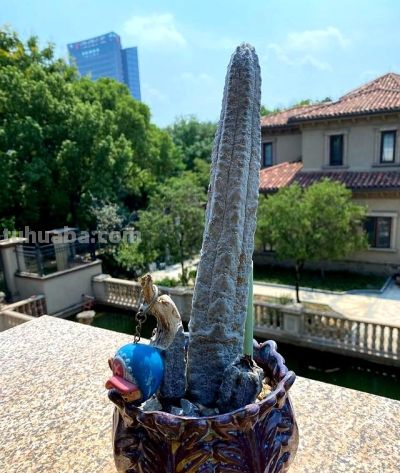 这个夏天，仙人球丑点没关系，不开花也没事，活着就好 - 图画吧TUHUABA