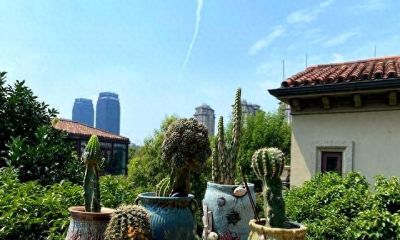 这个夏天，仙人球丑点没关系，不开花也没事，活着就好 - 今日头条