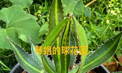 这个夏天，仙人球丑点没关系，不开花也没事，活着就好 - 图画吧TUHUABA