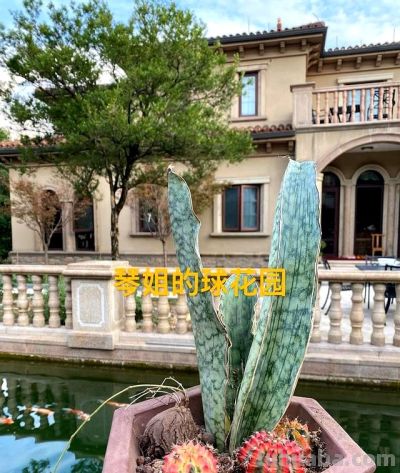 这个夏天，仙人球丑点没关系，不开花也没事，活着就好 - 图画吧TUHUABA