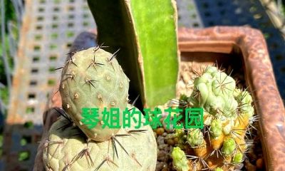 这个夏天，仙人球丑点没关系，不开花也没事，活着就好 - 图画吧TUHUABA