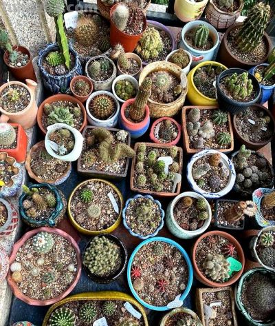 这个夏天，仙人球丑点没关系，不开花也没事，活着就好 - 图画吧TUHUABA