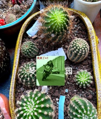 这个夏天，仙人球丑点没关系，不开花也没事，活着就好 - 图画吧TUHUABA