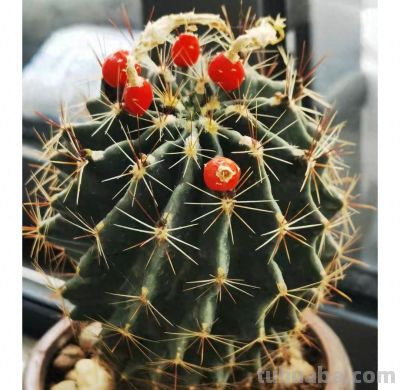 从“植物杀手”到阳台大神，仙人球多肉逆袭成成成开花网红 - 今日头条