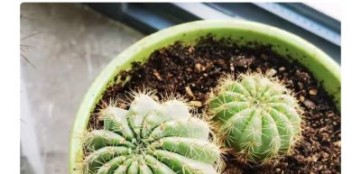 从“植物杀手”到阳台大神,仙人球多肉逆袭成成成开花网红 - 今日头条 从“植物杀手”到阳台大神,仙人球多肉逆袭成成成开花网红 - 图画吧TUHUABA