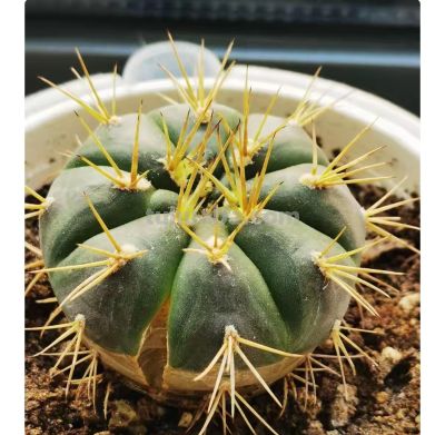 从“植物杀手”到阳台大神,仙人球多肉逆袭成成成开花网红 - 今日头条 从“植物杀手”到阳台大神,仙人球多肉逆袭成成成开花网红 - 图画吧TUHUABA