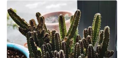 从“植物杀手”到阳台大神,仙人球多肉逆袭成成成开花网红 - 今日头条 从“植物杀手”到阳台大神,仙人球多肉逆袭成成成开花网红 - 图画吧TUHUABA