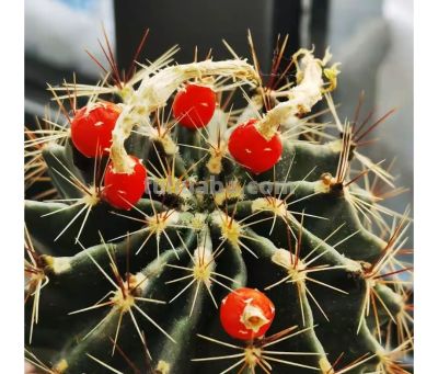 从“植物杀手”到阳台大神,仙人球多肉逆袭成成成开花网红 - 今日头条 从“植物杀手”到阳台大神,仙人球多肉逆袭成成成开花网红 - 图画吧TUHUABA