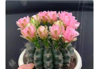 从“植物杀手”到阳台大神,仙人球多肉逆袭成成成开花网红 - 今日头条 从“植物杀手”到阳台大神,仙人球多肉逆袭成成成开花网红 - 图画吧TUHUABA