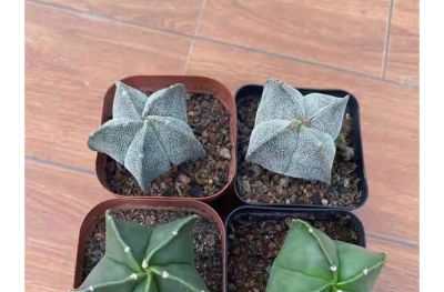 从“植物杀手”到阳台大神,仙人球多肉逆袭成成成开花网红 - 今日头条 从“植物杀手”到阳台大神,仙人球多肉逆袭成成成开花网红 - 图画吧TUHUABA