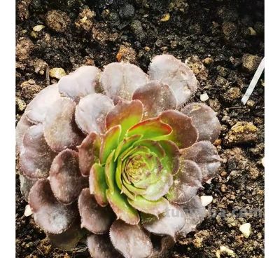 从“植物杀手”到阳台大神,仙人球多肉逆袭成成成开花网红 - 今日头条 从“植物杀手”到阳台大神,仙人球多肉逆袭成成成开花网红 - 图画吧TUHUABA