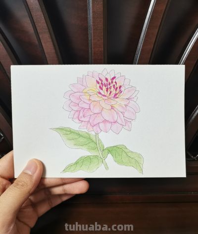 63 大丽花（绘画 水彩 果花甘06） - 图画吧TUHUABA