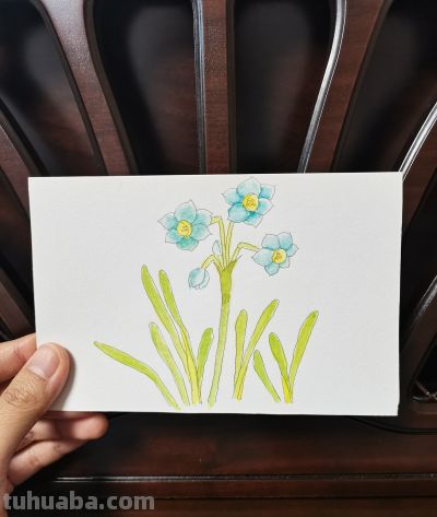61 水仙（绘画 水彩 果花甘06） - 图画吧TUHUABA