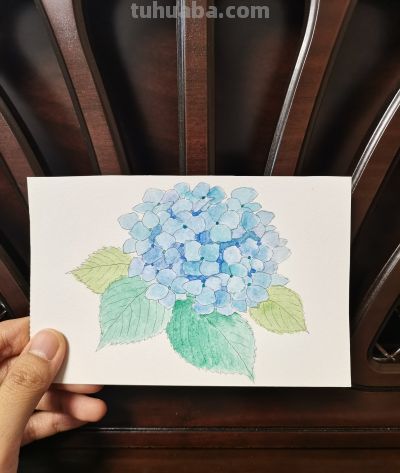 62 绣球（绘画 水彩 果花甘06） - 图画吧TUHUABA