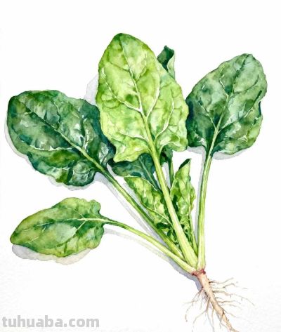 水彩画｜菠菜 - 图画吧TUHUABA