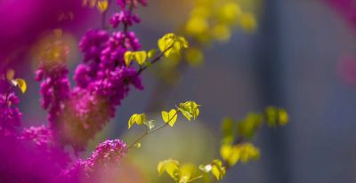 与梦想和追求相关的英语词语和句子【思维导图】 - 图画吧TUHUABA