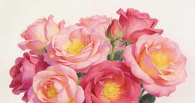 分享一组唯美彩铅花卉插画 - 今日头条 分享一组唯美彩铅花卉插画 - 图画吧TUHUABA