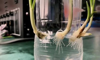 家庭种植必看！植物生根的核心要素 - 今日头条