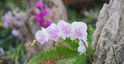 6款最美居家盆栽!颜值高还好养 - 今日头条 6款最美居家盆栽!颜值高还好养 - 图画吧TUHUABA